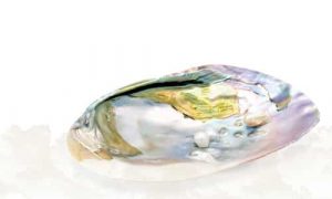Abalone Muschel