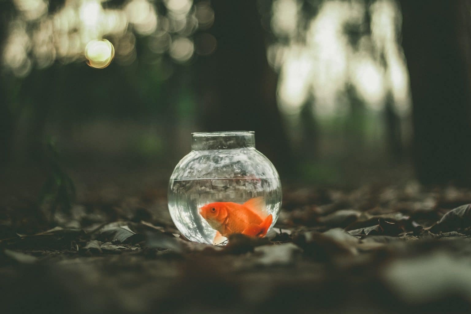 Goldfisch im Glas im Wald