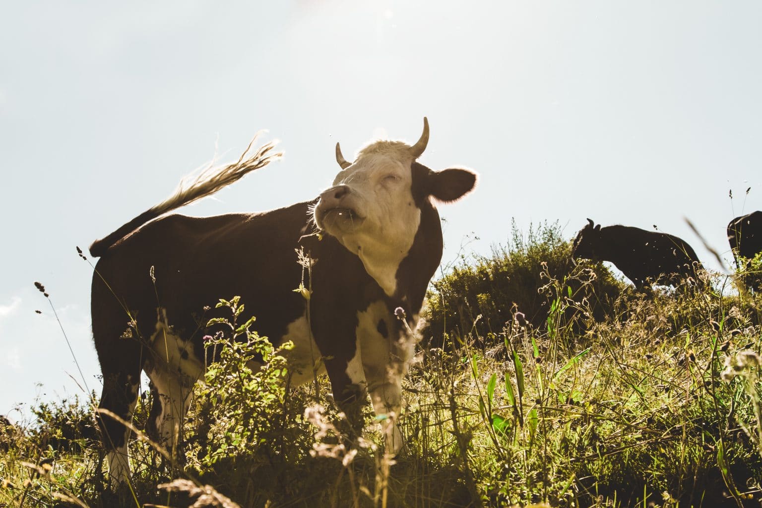 braun weiße Kuh auf Berghang mit Gras an einem sonnigen Tag mit anderen Kühen