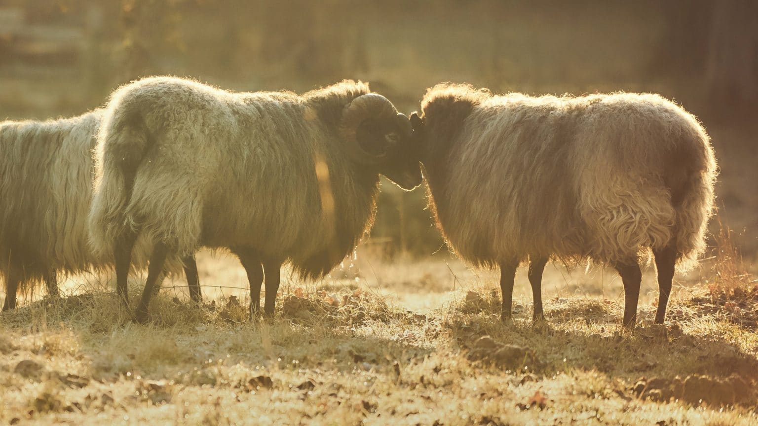 Zwei Widder stoßen die Köpfe auf Feld