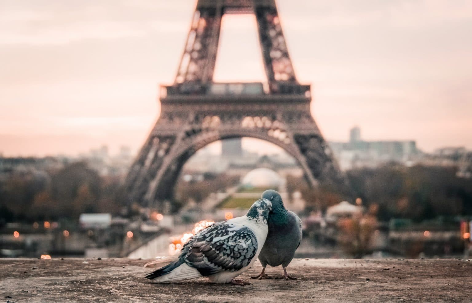 Zwei schmusende Tauben vor Eiffelturm in Paris Liebe Sternzeichen Zwilling