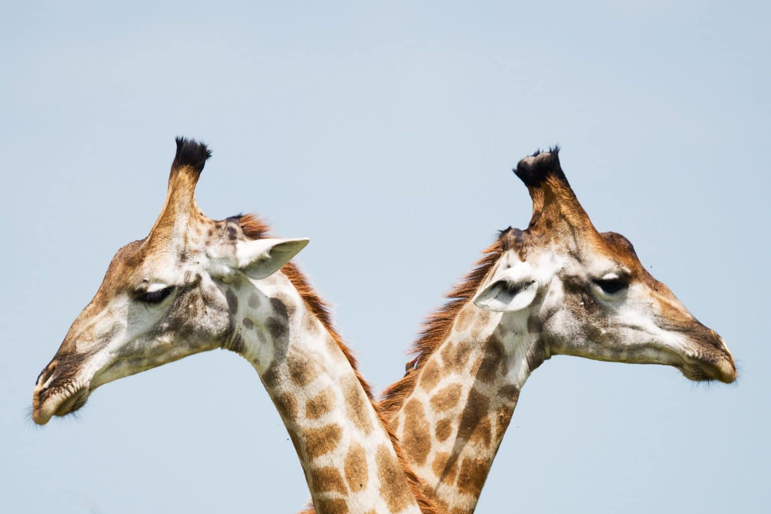 Sternzeichen Zwilling Zwei Giraffen Köpfe symmetrisch for blaugrauem Himmel 