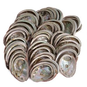 Abalone Muscheln aus Chile - 50 bis 100 mm - 1 KG (ca. 40 ~ 50 Muscheln)
